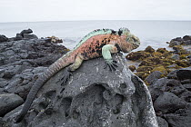 Marine Iguana (Amblyrhynchus cristatus) male in breeding colors on coast rock, Black Beach, Floreana Island, Galapagos Islands, Ecuador