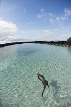 Marine Iguana (Amblyrhynchus cristatus) swimming in coastal pool, Tortuga Bay, Santa Cruz Island, Galapagos Islands, Ecuador