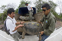 Pinzon Island Tortoise (Chelonoidis nigra ephippium) group being transported from breeding center back to place of origin, Fausto Llerena Tortoise Center, Santa Cruz Island, Galapagos Islands, Ecuador