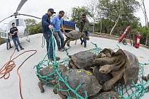 Pinzon Island Tortoise (Chelonoidis nigra ephippium) group being transported from breeding center back to place of origin, Fausto Llerena Tortoise Center, Santa Cruz Island, Galapagos Islands, Ecuador
