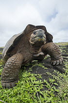 Chatham Island Tortoise (Chelonoidis nigra chathamensis), Galapaguera, San Cristobal Island, Galapagos Islands, Ecuador