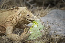 Santa Fe Land Iguana (Conolophus pallidus) feeding on opuntiua cactus, Santa Fe Island, Galapagos Islands, Ecuador
