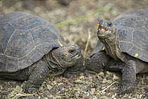James Island Tortoise (Chelonoidis nigra darwini) young, Fausto Llerena Tortoise Center, Santa Cruz Island, Galapagos Islands, Ecuador