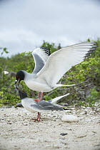 Swallow-tailed Gull (Creagrus furcatus) pair mating, Genovesa Island, Galapagos Islands, Ecuador