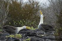 Waved Albatross (Phoebastria irrorata) pair courting, Punta Suarez, Espanola Island, Galapagos Islands, Ecuador, sequence 3 of 7