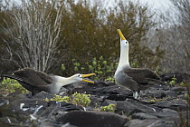 Waved Albatross (Phoebastria irrorata) pair courting, Punta Suarez, Espanola Island, Galapagos Islands, Ecuador, sequence 5 of 7