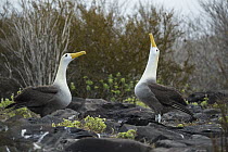 Waved Albatross (Phoebastria irrorata) pair courting, Punta Suarez, Espanola Island, Galapagos Islands, Ecuador, sequence 6 of 7