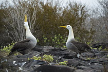 Waved Albatross (Phoebastria irrorata) pair courting, Punta Suarez, Espanola Island, Galapagos Islands, Ecuador, sequence 7 of 7