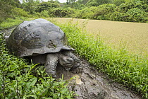 Indefatigable Island Tortoise (Chelonoidis nigra porteri), Santa Cruz Island, Galapagos Islands, Ecuador