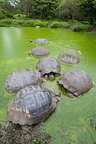 Indefatigable Island Tortoise (Chelonoidis nigra porteri) group wallowing, El Chato Tortoise Reserve, Santa Cruz Island, Galapagos Islands, Ecuador