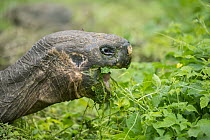 Indefatigable Island Tortoise (Chelonoidis nigra porteri) grazing, Santa Cruz Island, Galapagos Islands, Ecuador