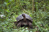 Indefatigable Island Tortoise (Chelonoidis nigra porteri) in forest, Santa Cruz Island, Galapagos Islands, Ecuador