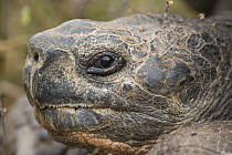 Saddleback Galapagos Tortoise (Chelonoidis nigra hoodensis) young, Santa Fe Island, Galapagos Islands, Ecuador
