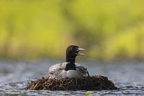 Common Loon (Gavia immer) panting to cool off while incubating on floating nest, Crosslake, Minnesota