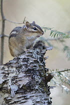 Least Chipmunk (Tamias minimus), Superior National Forest, Minnesota