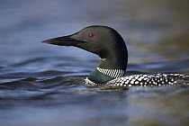 Common Loon (Gavia immer), Superior National Forest, Minnesota
