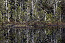 Boreal forest reflecting in lake, Superior National Forest, Minnesota