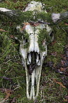 Moose (Alces alces andersoni) skull, Minnesota