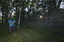 Biologist setting up mist net to capture bats during white nose syndrome research, Sherburne National Wildlife Refuge, Minnesota