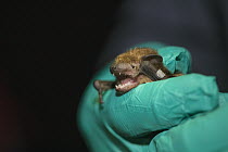 Little Brown Bat (Myotis lucifugus) biologist checking for white-nose syndrome, Sherburne National Wildlife Refuge, Minnesota