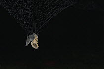 Little Brown Bat (Myotis lucifugus) in mist net during white-nose syndrome study, Sherburne National Wildlife Refuge, Minnesota