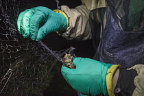 Little Brown Bat (Myotis lucifugus) being removed from mist net during white-nose syndrome study, Sherburne National Wildlife Refuge, Minnesota