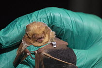 Eastern Red Bat (Lasiurus borealis) banding by biologist, Sherburne National Wildlife Refuge, Minnesota