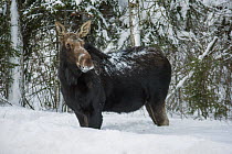 Moose (Alces alces andersoni) in snow, Minnesota