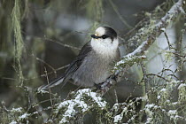 Canada Jay (Perisoreus canadensis) in winter, Minnesota