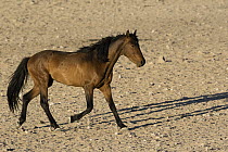 Namib Desert Horse (Equus caballus) stallion running, Namib-Naukluft National Park, Namibia