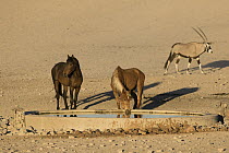 Namib Desert Horse (Equus caballus) pair drinking at trough in desert with Oryx (Oryx gazella), Namib-Naukluft National Park, Namibia
