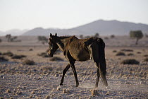 Namib Desert Horse (Equus caballus) emaciated due to drought, Namib-Naukluft National Park, Namibia