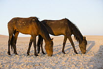 Namib Desert Horse (Equus caballus) pair grazing in desert, Namib-Naukluft National Park, Namibia