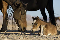 Namib Desert Horse (Equus caballus) mother and newborn foal, Namib-Naukluft National Park, Namibia