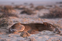 Namib Desert Horse (Equus caballus) foal feeding on shrub in desert, Namib-Naukluft National Park, Namibia