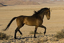 Namib Desert Horse (Equus caballus) stallion displaying, Namib-Naukluft National Park, Namibia