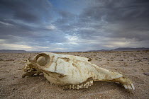 Namib Desert Horse (Equus caballus) skull in desert, Namib-Naukluft National Park, Namibia