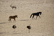 Ostrich (Struthio camelus) pair, Namib Desert Horses (Equus caballus), and Oryx (Oryx gazella) in desert, Namib-Naukluft National Park, Namibia
