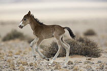 Namib Desert Horse (Equus caballus) newborn foal running, Namib-Naukluft National Park, Namibia