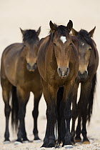 Namib Desert Horse (Equus caballus) trio, Namib-Naukluft National Park, Namibia