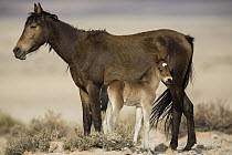 Namib Desert Horse (Equus caballus) mother and newborn foal, Namib-Naukluft National Park, Namibia