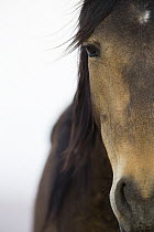 Namib Desert Horse (Equus caballus), Namib-Naukluft National Park, Namibia