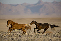 Namib Desert Horse (Equus caballus) dominant stallion chasing challenger, Namib-Naukluft National Park, Namibia
