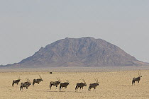 Oryx (Oryx gazella) group in desert, Namib-Naukluft National Park, Namibia