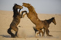 Namib Desert Horse (Equus caballus) stallions fighting, Namib-Naukluft National Park, Namibia