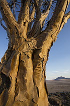 Quiver Tree (Aloe dichotoma) trunk, Namib-Naukluft National Park, Namibia