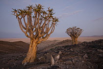 Quiver Tree (Aloe dichotoma) pair in desert, Namib-Naukluft National Park, Namibia