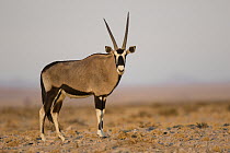 Oryx (Oryx gazella) in desert, Namib-Naukluft National Park, Namibia