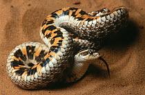 Hog-nosed Snake (Heterodon sp) in defensive posture, native to North America