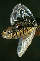 Dione Rat Snake (Elaphe dione) shedding skin, native to Middle East